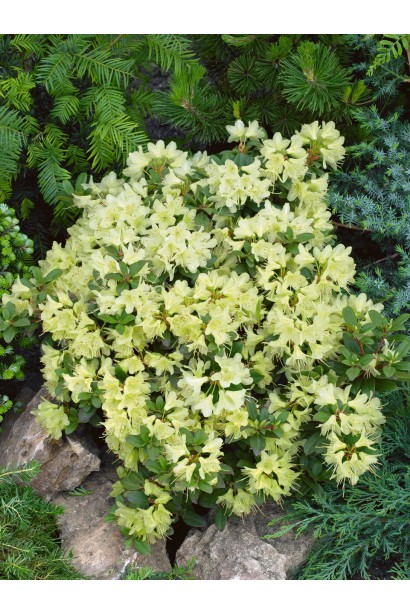 Rhododendron ’Princess Anne’